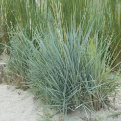 Seigle de mer Blue Dune - Le bleu qui fixe le sable