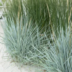 Seigle de mer Blue Dune - Le bleu qui fixe le sable