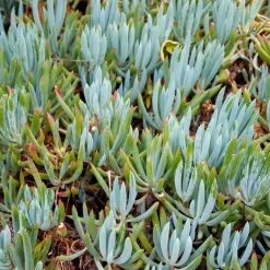 Seneçon - Bleu graphique sans effort