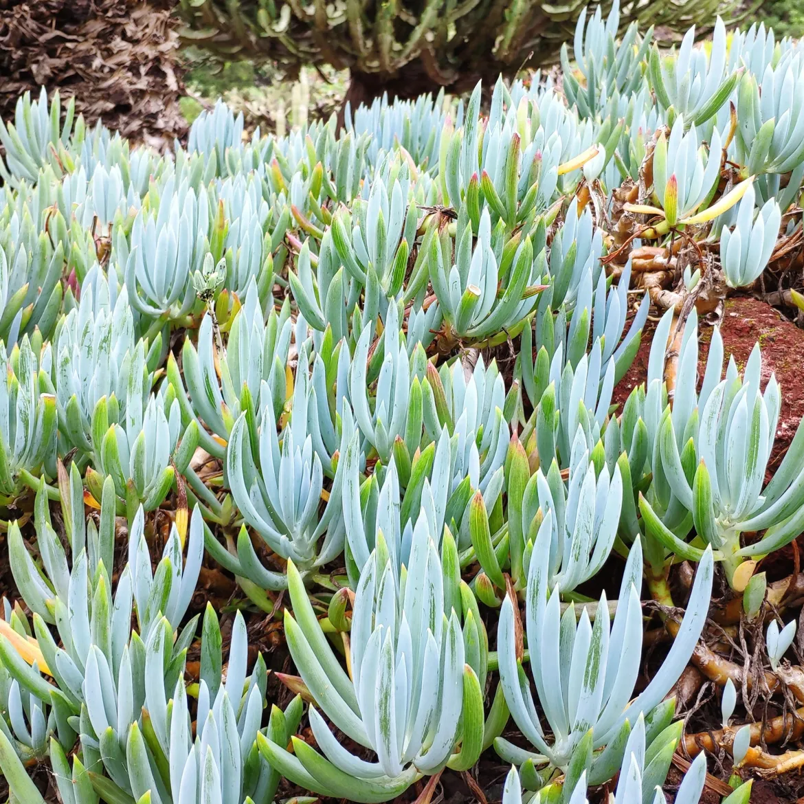 Seneçon - Bleu graphique sans effort