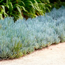 Seneçon - Bleu graphique sans effort