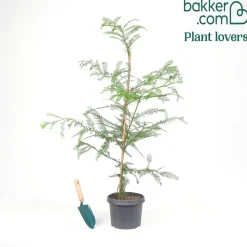 Sequoia à feuilles d'If - Le géant qui pousse vite