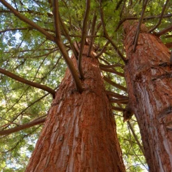 Sequoia à feuilles d'If - Le géant qui pousse vite