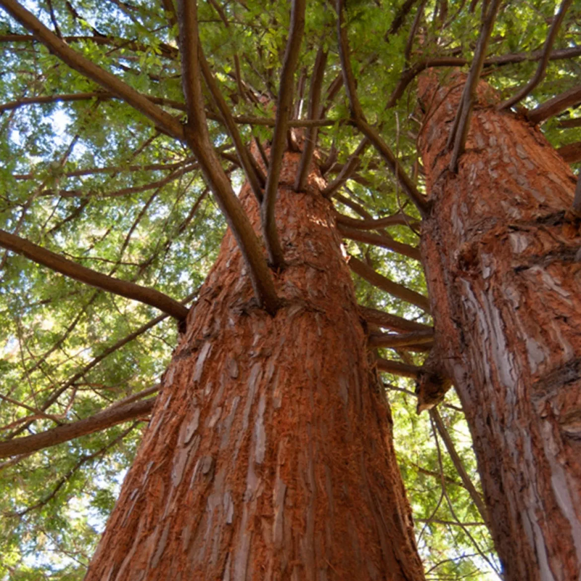 Sequoia à feuilles d'If - Le géant qui pousse vite