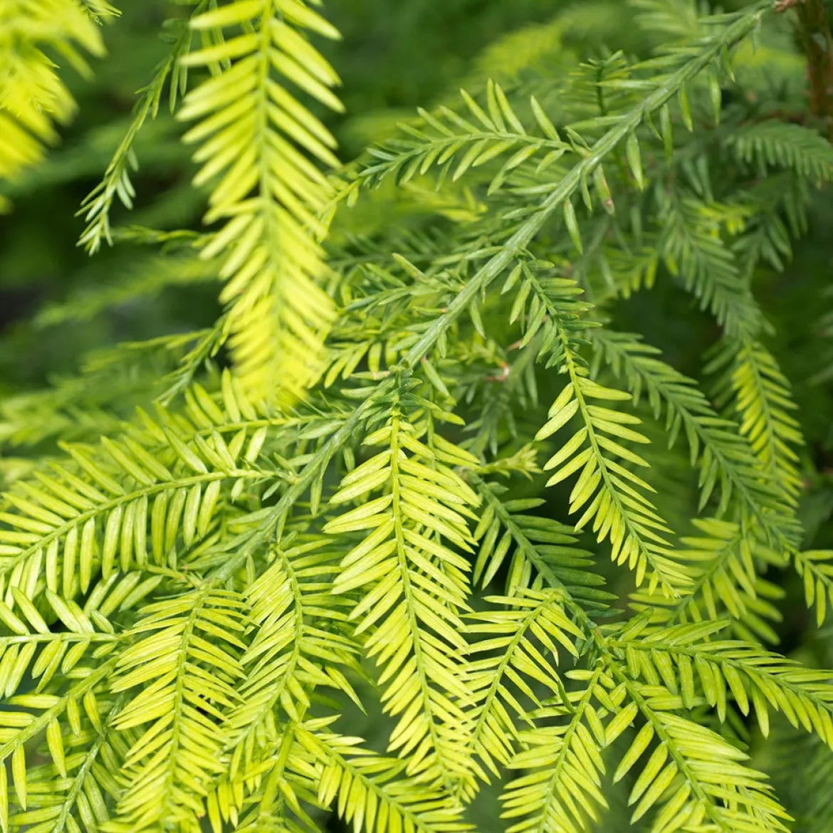 Sequoia à feuilles d'If - Le géant qui pousse vite