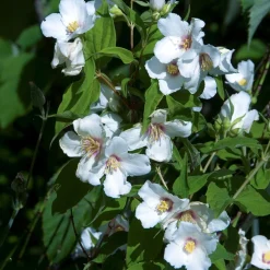 Seringat Belle Etoile - Philadelphus - Le parfum star de juin