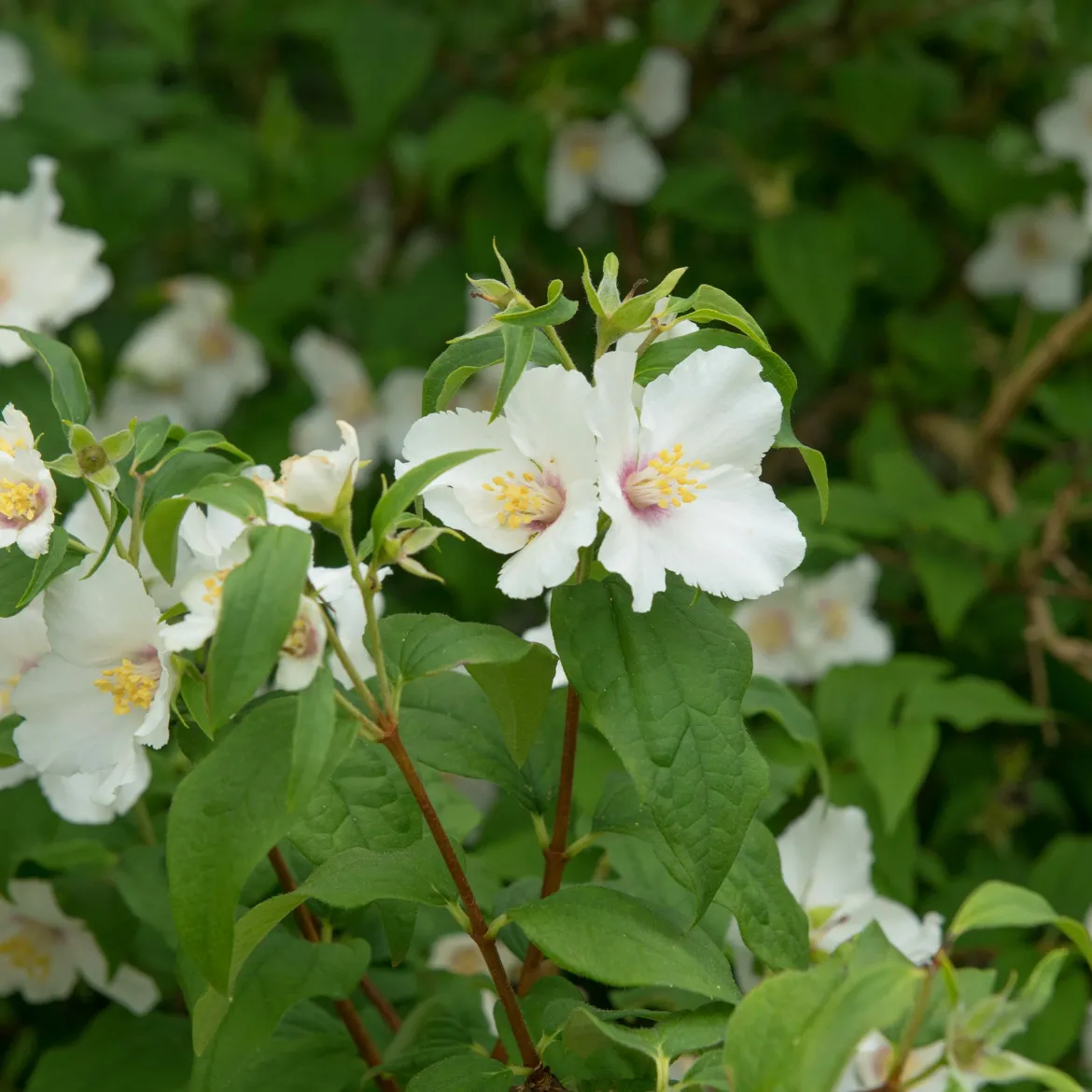 Seringat Belle Etoile - Philadelphus - Le parfum star de juin