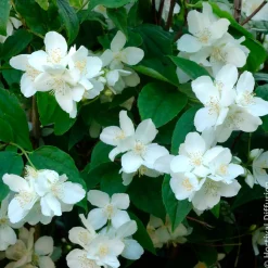 Seringat des jardins - Le parfum fleur d'oranger