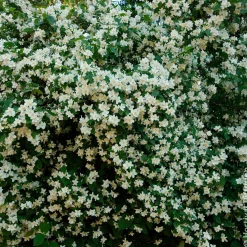 Seringat des jardins - Le parfum fleur d'oranger