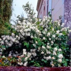 Seringat des jardins - Le parfum fleur d'oranger