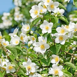 Seringat des jardins - Le parfum fleur d'oranger