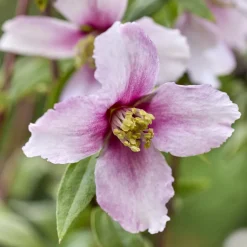 Seringat nain Petite Perfume Pink ® - Un nuage parfumé au balcon