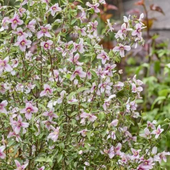 Seringat nain Petite Perfume Pink ® - Un nuage parfumé au balcon