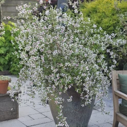 Seringat nain Petite Perfume Pink ® - Un nuage parfumé au balcon