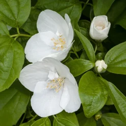 Seringat Natchez - Philadelphus - Le parfum fleur d'oranger