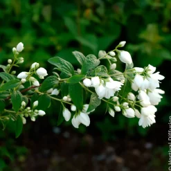 Seringat Snowbelle - Un nuage blanc parfumé