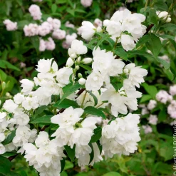 Seringat Snowbelle - Un nuage blanc parfumé