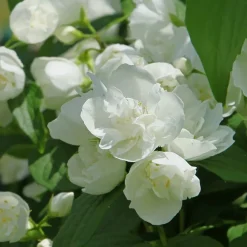 Seringat virginal Philadelphus - Le jardin sent bon l'été