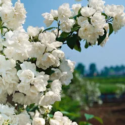 Seringat virginal Philadelphus - Le jardin sent bon l'été