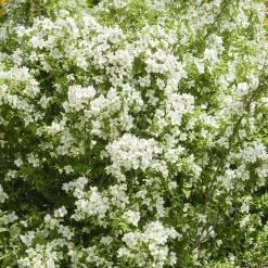 Seringat virginal Philadelphus - Le jardin sent bon l'été