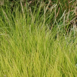 Seslérie d'automne - Le feuillage doré sans effort