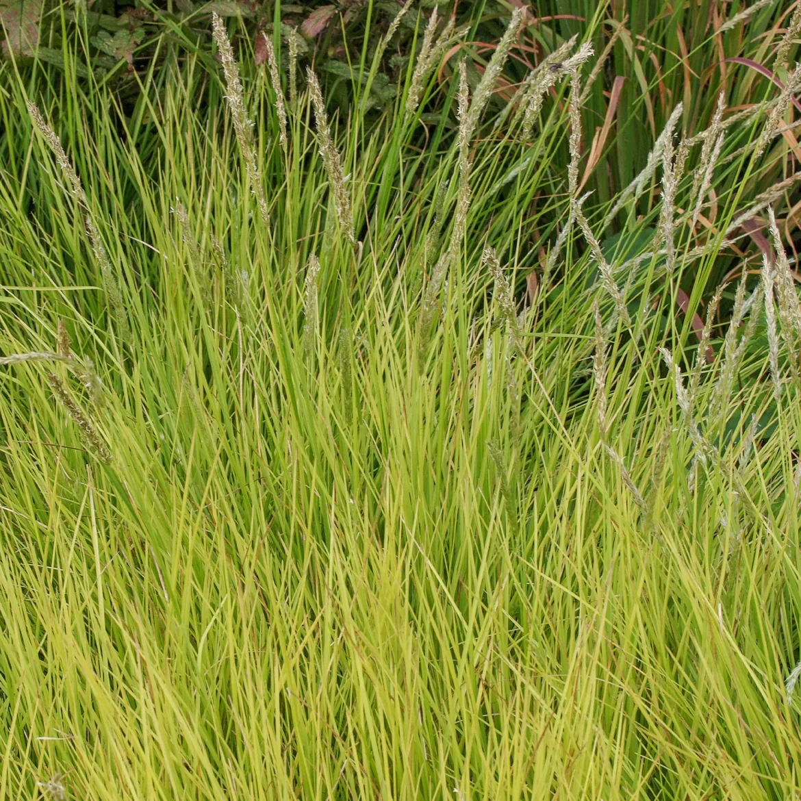 Seslérie d'automne - Le feuillage doré sans effort
