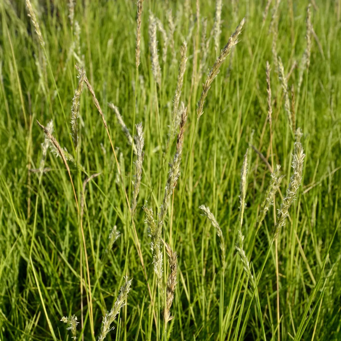 Seslérie d'automne - Le feuillage doré sans effort