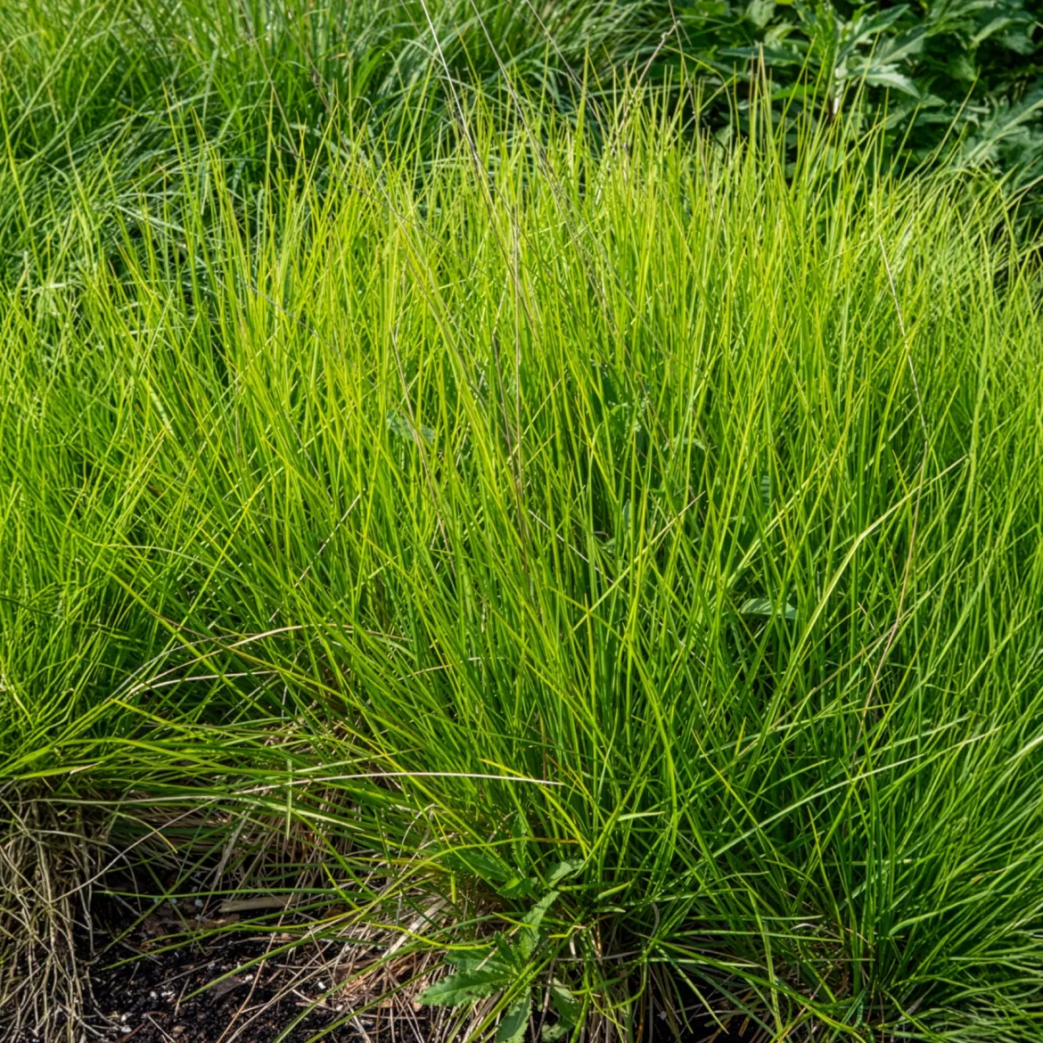 Seslérie des landes - Le bleu qui aime le sec