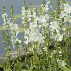 Sidalcea candida - Des épis blancs tout l'été