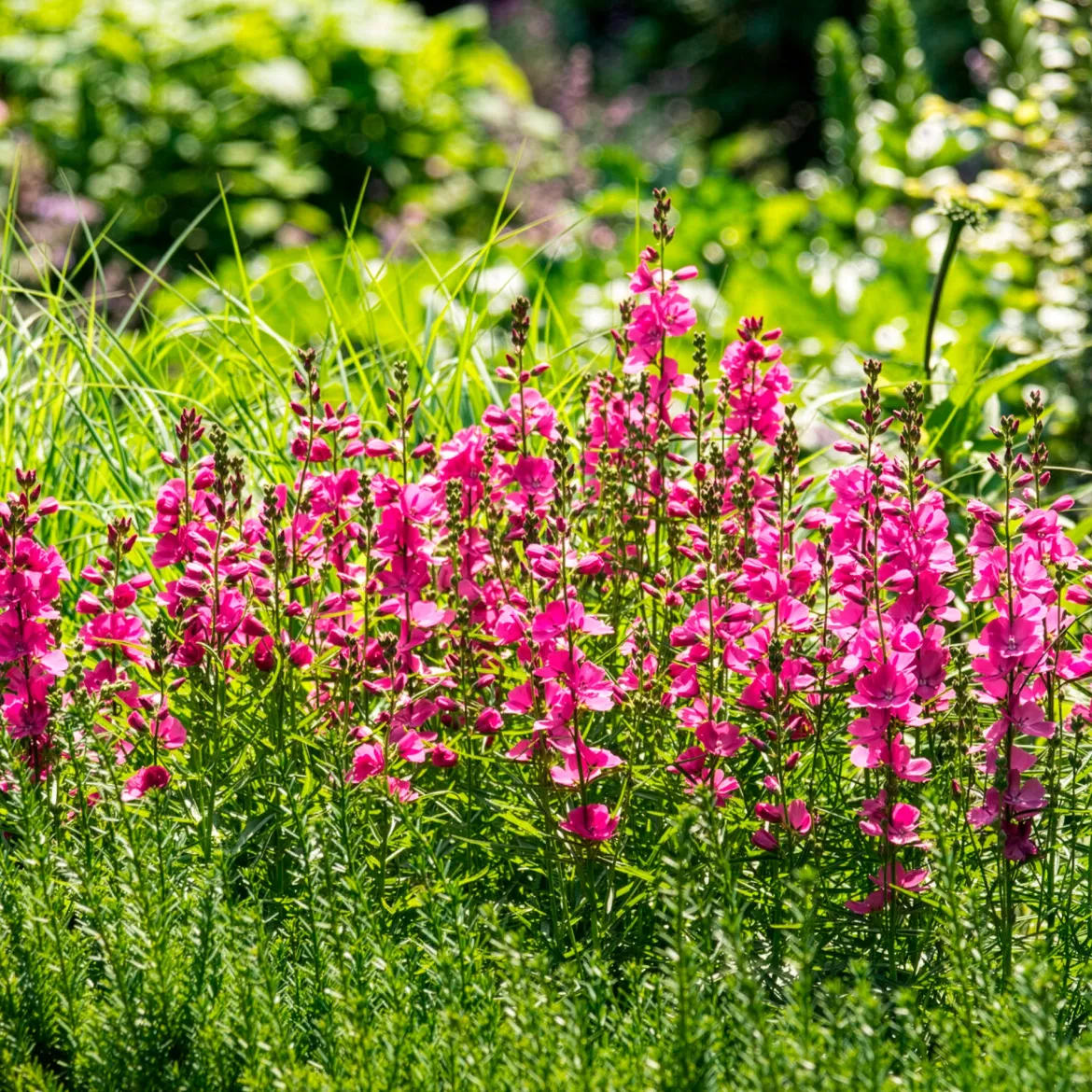 Sidalcée Brilliant - Des mini-roses trémières faciles