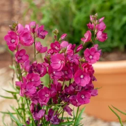 Sidalcée Brilliant - Des mini-roses trémières faciles