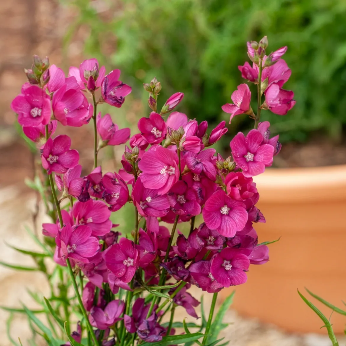 Sidalcée Brilliant - Des mini-roses trémières faciles