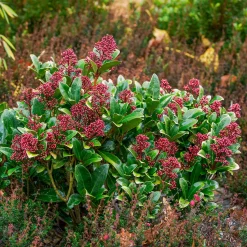 Skimmia du Japon Rubella - La couleur même en hiver