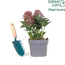 Skimmia du Japon Rubella - La couleur même en hiver