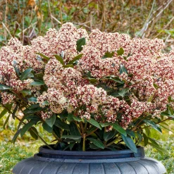 Skimmia du Japon Rubella - La couleur même en hiver