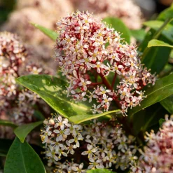 Skimmia du Japon Rubella - La couleur même en hiver