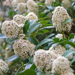 Skimmia du Japon - Un décor rouge tout l'hiver