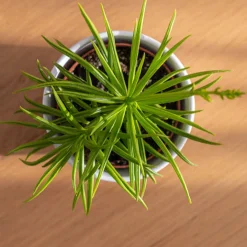 Séneçon de Barberton - Une succulente sans effort