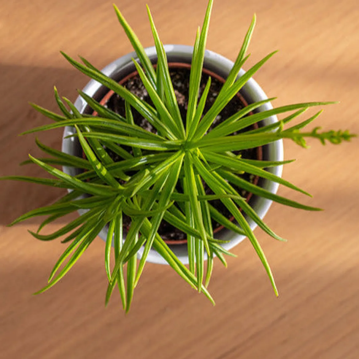 Séneçon de Barberton - Une succulente sans effort