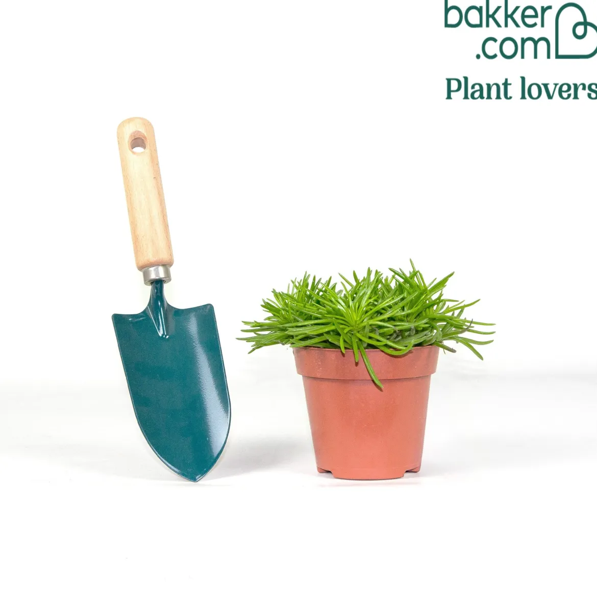 Séneçon de Barberton - Une succulente sans effort