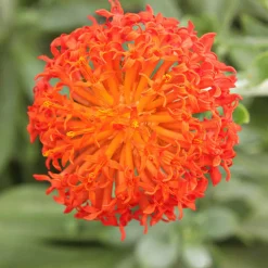 Séneçon Helenium - Feuillage bleu, fleurs orange