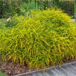 Solidago Fireworks - Feu d'artifice jaune au jardin
