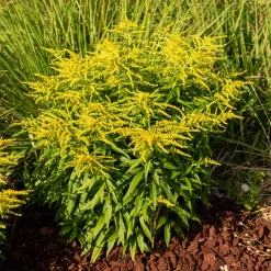 Solidago Golden Dwarf - Nuage doré tout l'été