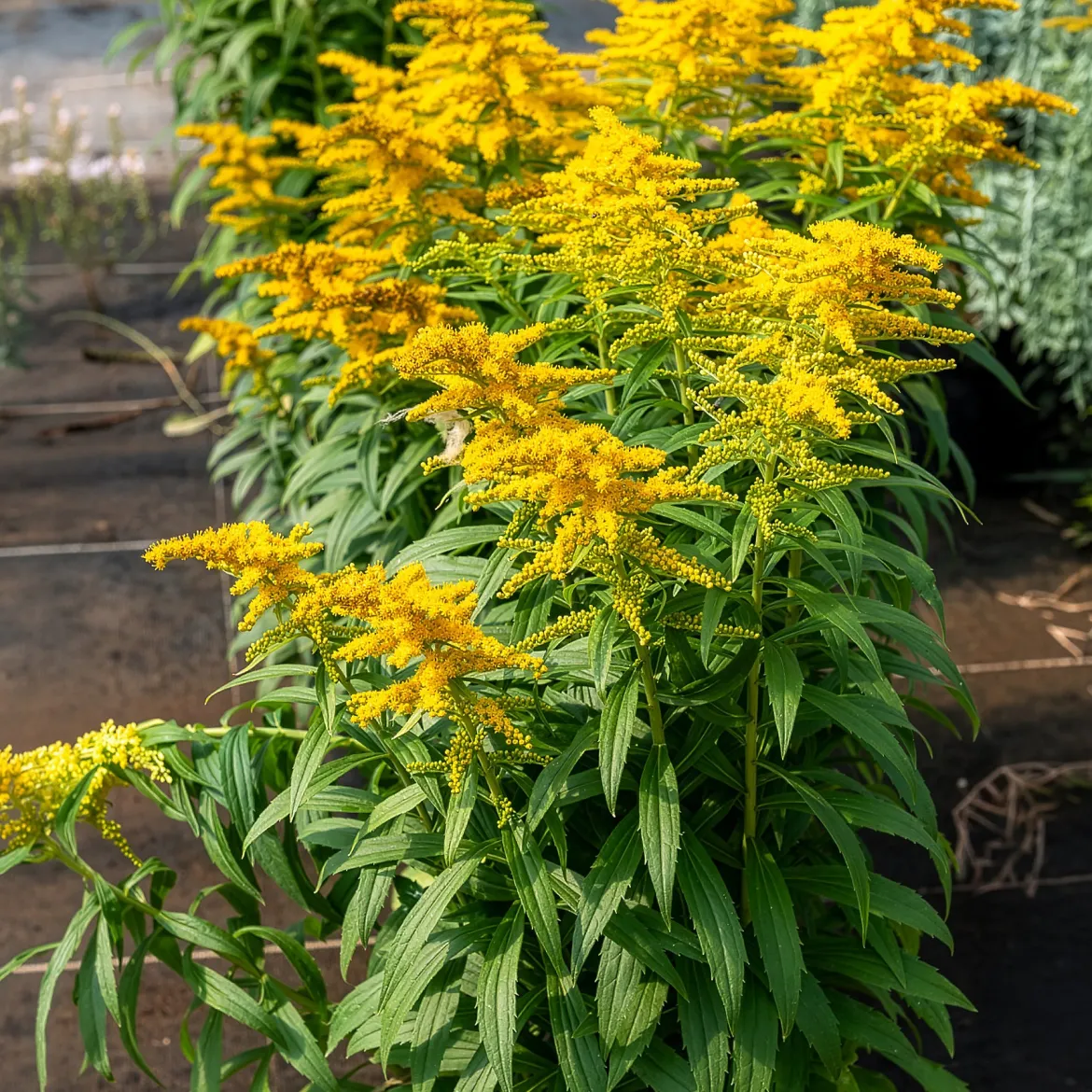 Solidago Golden Dwarf - Nuage doré tout l'été