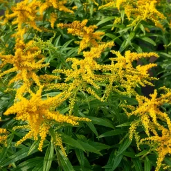 Solidago Golden Dwarf - Nuage doré tout l'été