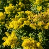 Solidago Golden Mosa - L'or de l'automne au jardin