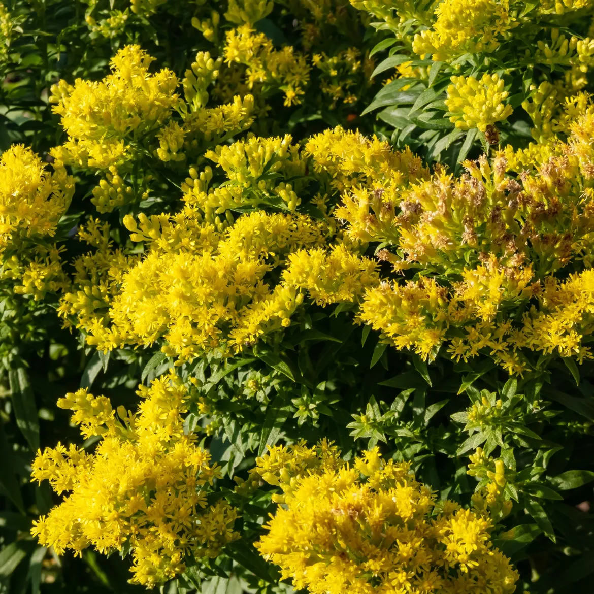 Solidago Golden Mosa - L'or de l'automne au jardin