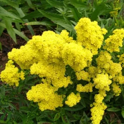 Solidago Little Lemon - Un nuage jaune tout l'été