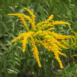 5 Solidago - Verge d'or - Un été jaune d'or au jardin