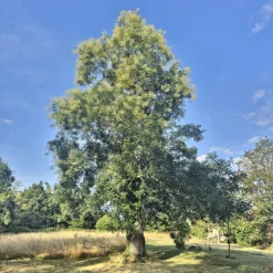 Sophora du Japon - L'arbre qui fleurit en été